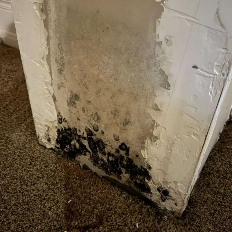 Professional Mold Removal in Nassau County, FL